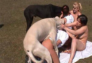 Bestiality Orgy Porn - Bestiality Swingers ::. - Outdoors group orgy with a huge great dane