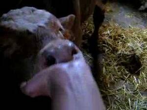 free calf sucking dick - suck it baby
