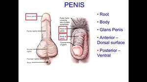 anal masturbation guide - masturbation techniques for men. stimulation of anus and prostate gland. -  XVIDEOS.COM