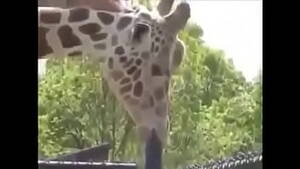 Gay Giraffe Porn - giraffe videos - XVIDEOS.COM