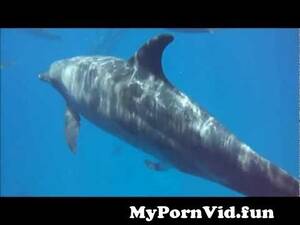 dolphin vagina cam - Dolphin penis (during their mating season or love act you can see it) from dolphin  pussy vag Watch Video - MyPornVid.fun