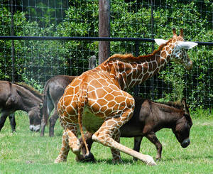 Giraffe Furry Office Porn - I was going to actually go out and find real pictures of furry humping for  this article. But then after thinking about it for a bit, I didn't.