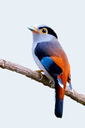 Bird Watching Porn - Bird watching