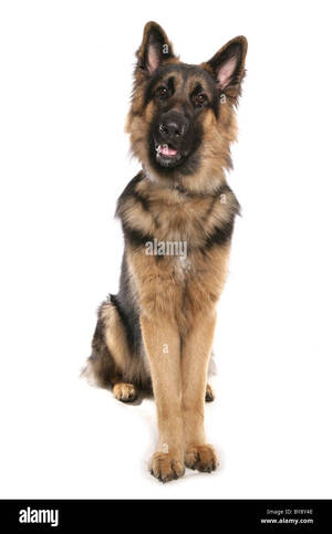 German Shepherd Porn Sites - Adult male german shepherd dog Cut Out Stock Images & Pictures - Alamy