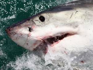 Great White Shark Sex Porn - Great white shark attack victim reveals gruesome leg injuries