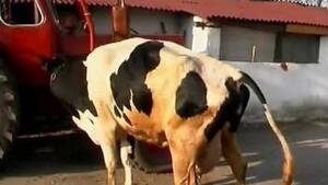 cow fisting pussy - Naughty hottie ends up fisting a cow's big pussy
