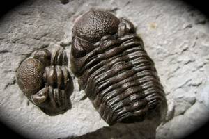 Insect Porn Anthropology - Trilobite Eyes - Bing Images