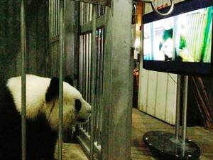 Asian Panda Porn - Panda porn' puts giant panda in mood to mate