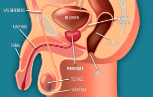 Anal Sex Diagram - Anal Sex For Dummies: A Comprehensive Anal How-To Guide - Tabooless