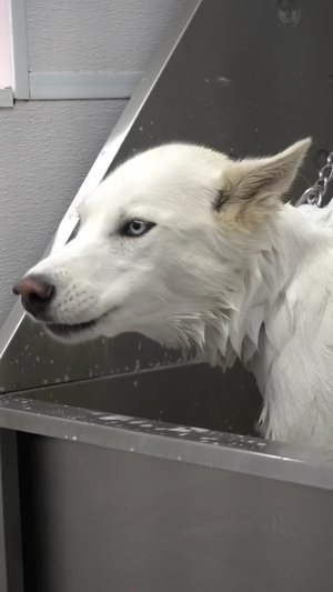 Man Fucks Female Siberian Husky - Husky almost dies at the pet groomers : r/funny