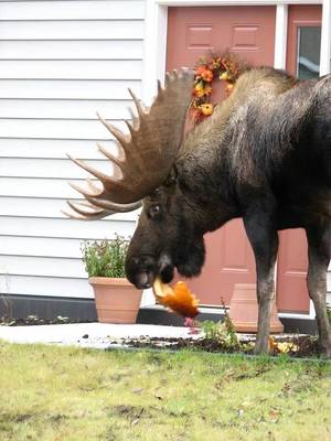 Canadian Moose Porn - Damn moose eating my pumpkin