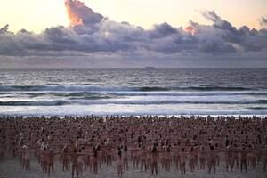 australian beach scenes nudes - 1,000 Spencer tunick Stock Pictures, Editorial Images and Stock Photos |  Shutterstock