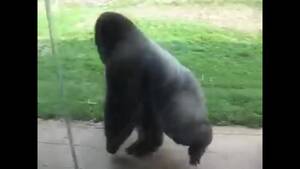 Gorilla Porn - Spinning Gorilla Doom - Pornhub.com