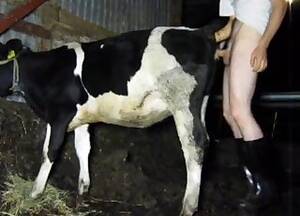 Cow Fucking Porn - Cow Videos / Zoo Zoo Sex Porn Tube / Most popular Page 1