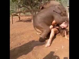 Elephant Sex With Girl - Elephant Sex Women Hd | Sex Pictures Pass