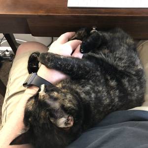 Cute Cat Porn - Bunny Sandefurãƒ»ãƒãƒ‹ãƒ¼ on Twitter: \