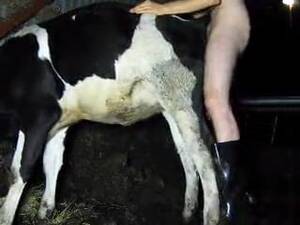 Man Fucks Calf Cow - Man fucking his farm cow