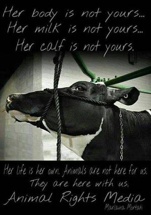 Caption Milk Theft - Dairy is rape. Dairy is slavery. Dairy is theft. Dairy is murder. Be vegan  and stop supporting animal cruelty and exploitation.