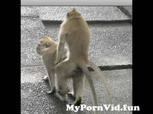 Monkey Love Porn - MONKEY LOVE from monky and girl sex video Watch Video - MyPornVid.fun
