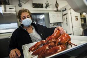 Heavy Lobster Porn - Lobster populations remain healthy around the Maritimes, but numbers are  dropping