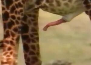 Exotic Animal Porn 3d - Giraffe / Most popular Page 1