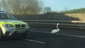 Leila Swan Porn - Police car following a swan that's walking down a lane on the M25