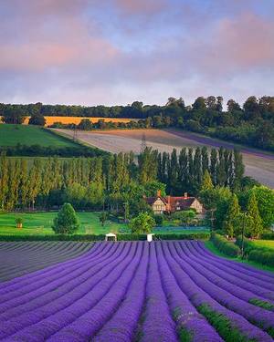 Nigel Rio 2 Porn - Beautiful Landscape photography : Castle Farm lavender harvest in Shoreham  Kent England photo: Nigel Morton