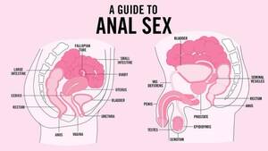 Anal Sex Diagram - Do you engage in anal sex, and if so, why? - Sexuality