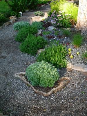 Bird Bath Porn - I just added some red veined dock and a grass in back of the bird bath to  give them a little more cover. Blackbird euphorbia from last ...