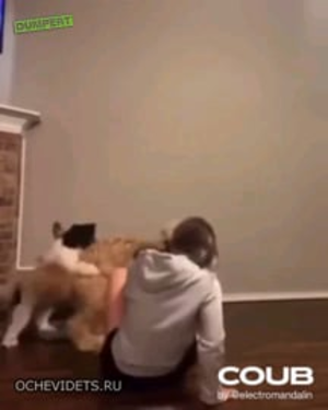 Dogstyle Porn - To dance but all dogs are horny : r/therewasanattempt