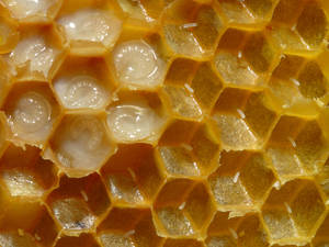 Apocalyptic Blueberry Expansion Porn - Honeycomb of honey bees with eggs and larvae. The walls of the cells have  been removed. The larvae (drones) are about 3 or 4 days old.