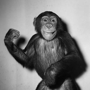 Canada Porn Punk Pixie - A Chimp, 1955