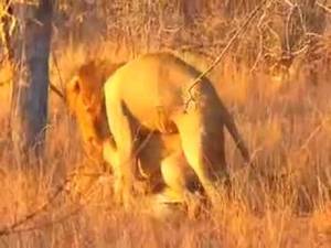 Barefoot Gay Furry Gorilla Porn - Gay Lions. Homosexuality is a common trait among lions.