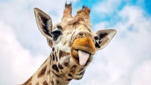 Giraffe Hot Kinky Porn - Kinky Animal Sex - 12 Creatures With Freaky Mating Rituals