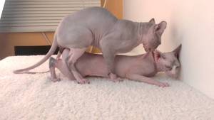 Cats Mating Porn - Sphynx cats mating