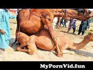 camel cartoon porn - How a Camel has sex with a Female camel from camel sex 3gp Watch Video -  MyPornVid.fun