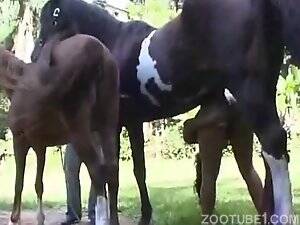 black mare fuck - Giant black horse fucks small woman - Zoo Xvideos