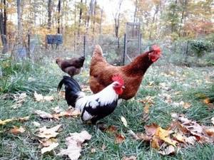 Baby Chicken Porn - Cabin Pornâ„¢ Chickens living off grid in upstate New York