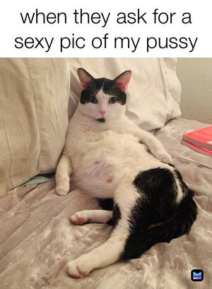 lesbian pussy memes - Pussy Memes | Memes