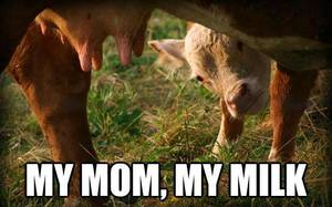 Caption Milk Theft - milk, humans steal it, and starve the cown babies. And cow milk makes