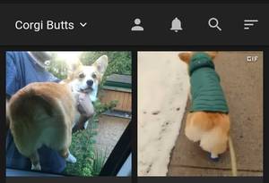 Corgi Porn - When you realize Imgur is a Dog Porn Site disguised as a Hooman  Entertainment Site.