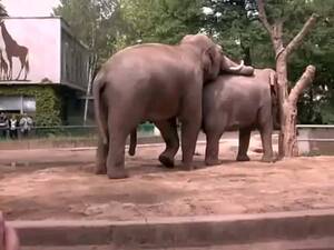 Girls Having Sex With Elephants - Elephants have sex at the zoo - fun porn at ThisVid tube