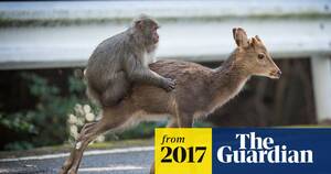 Monkeys Mating With Humans Sex - Sex between snow monkeys and sika deer may be 'new behavioural tradition' |  Animal behaviour | The Guardian