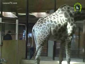 Gay Giraffe Porn - Giraffe attracts other Giraffe to take fuck - LuxureTV
