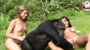 Monkey Sex With Brasilian Girls - Monkey Sex With Brasilian Girls | Sex Pictures Pass