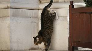 Freya Cat Porn - Freya has had a number of misadventures.