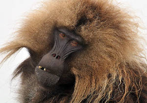 Baboon Sex - Why cheating gelada baboons have quiet sex. \