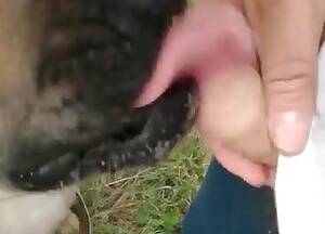 Bestiality Piss Porn - A doggy gets some nice and warm piss in its mouth - Anal Zoofilia