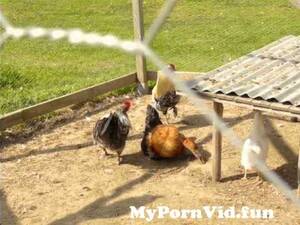 goose orgy - Gangbang a la hÃ¶ns from goose mating orgy Watch Video - MyPornVid.fun