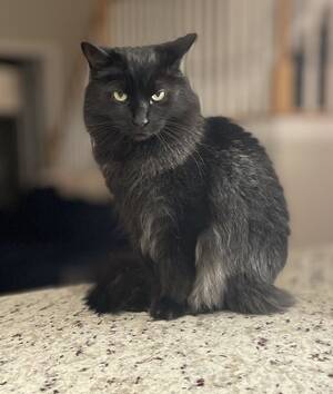 ebony porn star kina kara - weekend open thread - April 29-30, 2023 â€” Ask a Manager